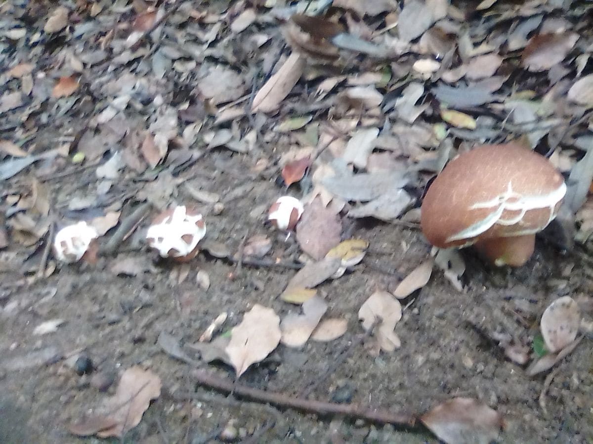 公園でもキンモクセイの香り(^○^)