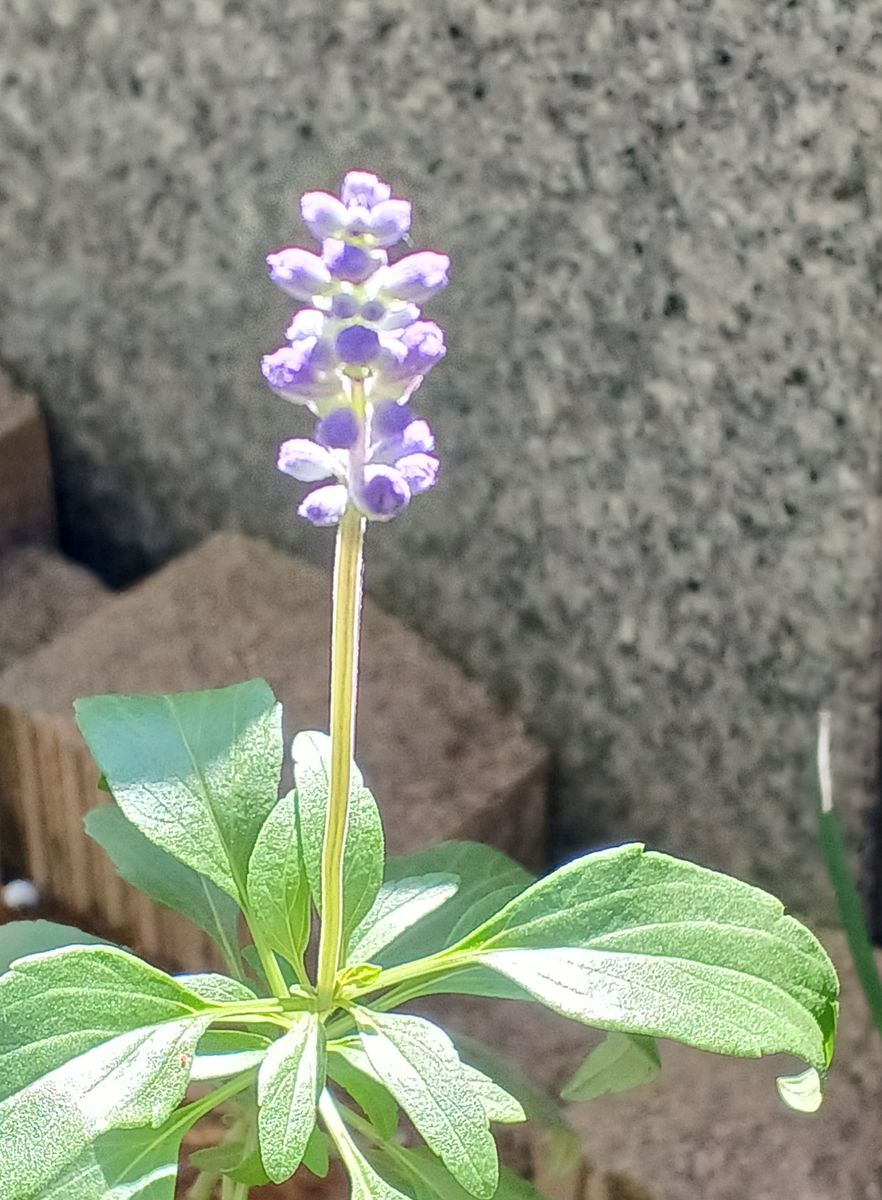 10月になりましたね