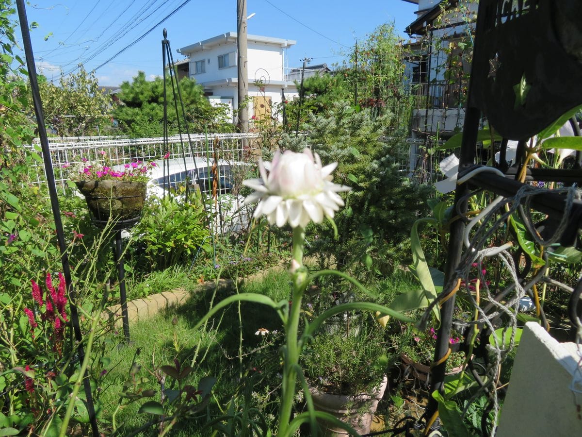 ムギワラギク（帝王貝細工）が開花しています。