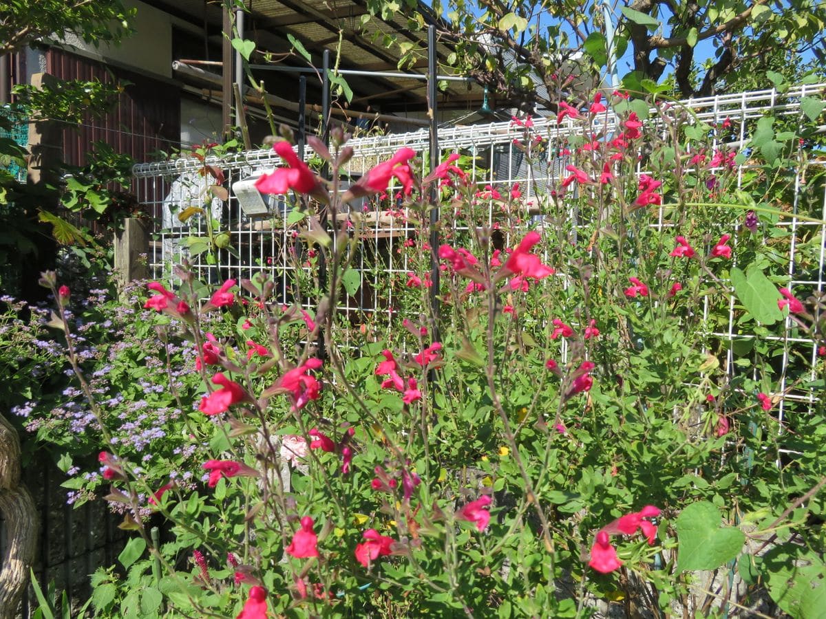 ムギワラギク（帝王貝細工）が開花しています。