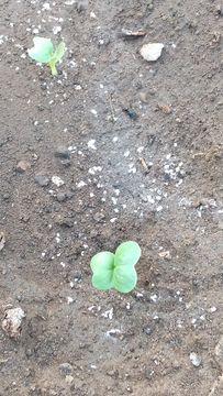 ＴＯＴＯの日記２８５　野菜と野菜と野菜