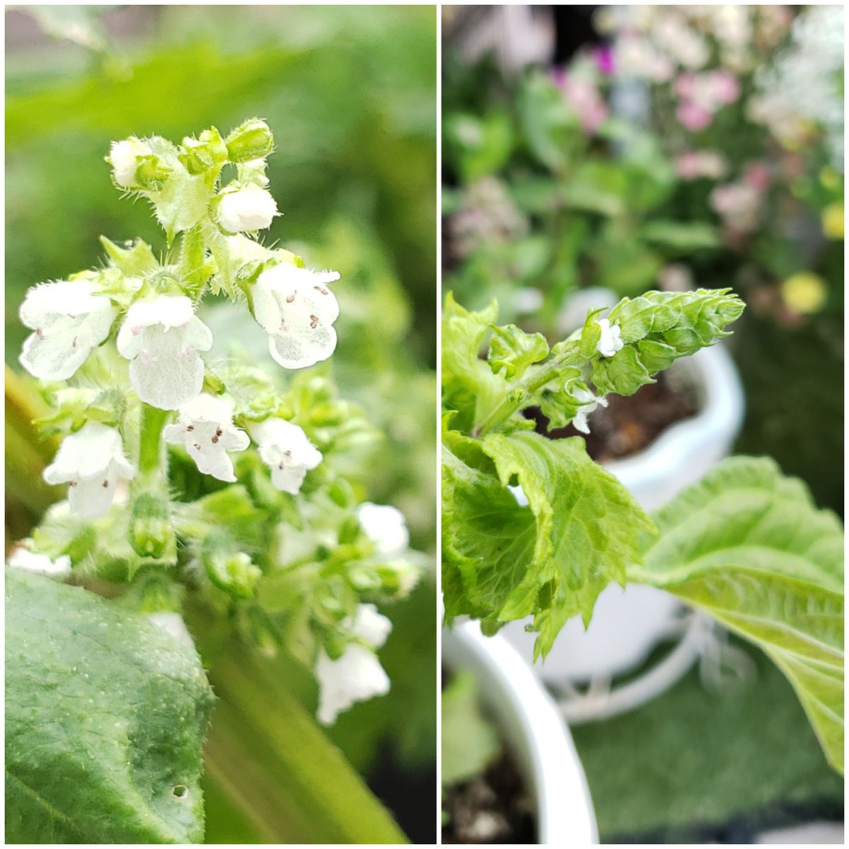 💗喜びの花❄️❄️🌿