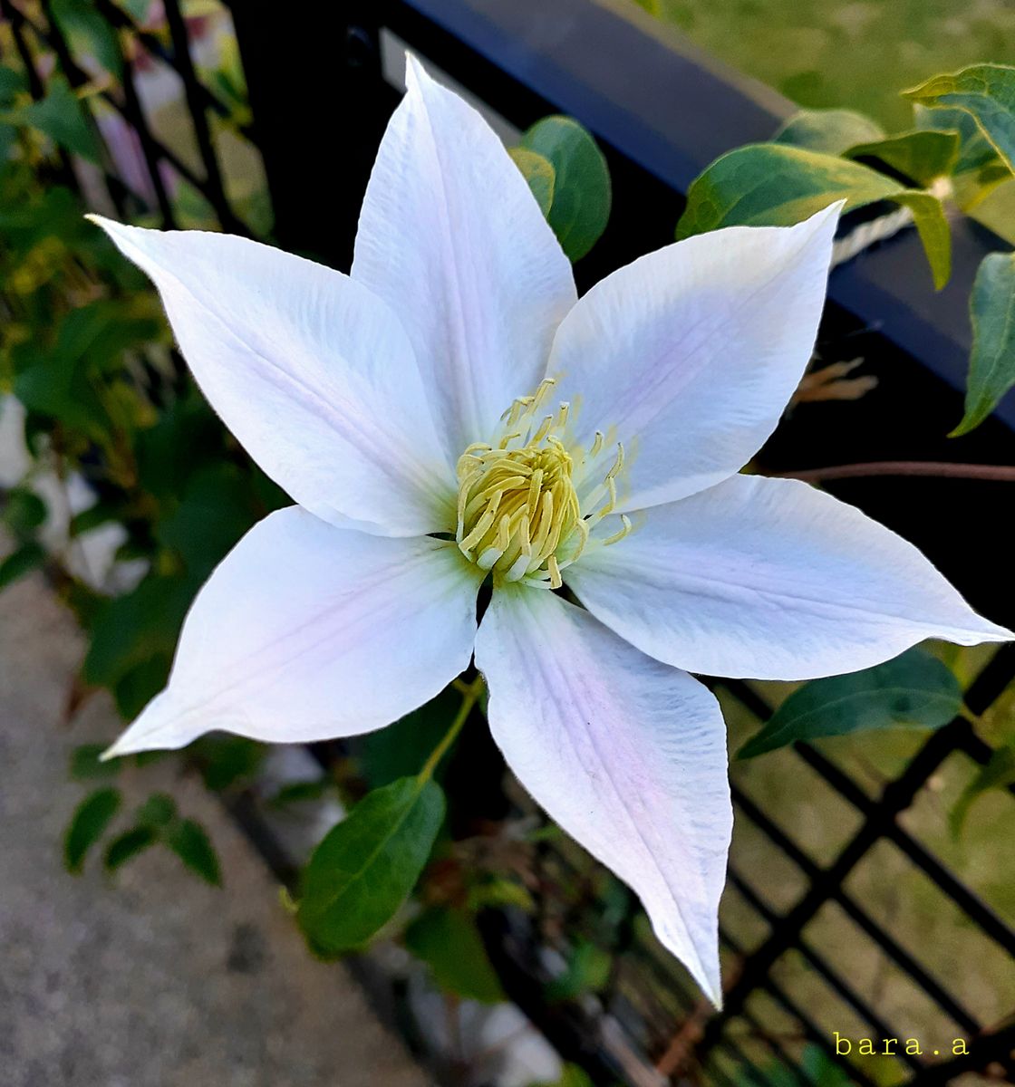 ♦️くるん➰となった花びらは♦️