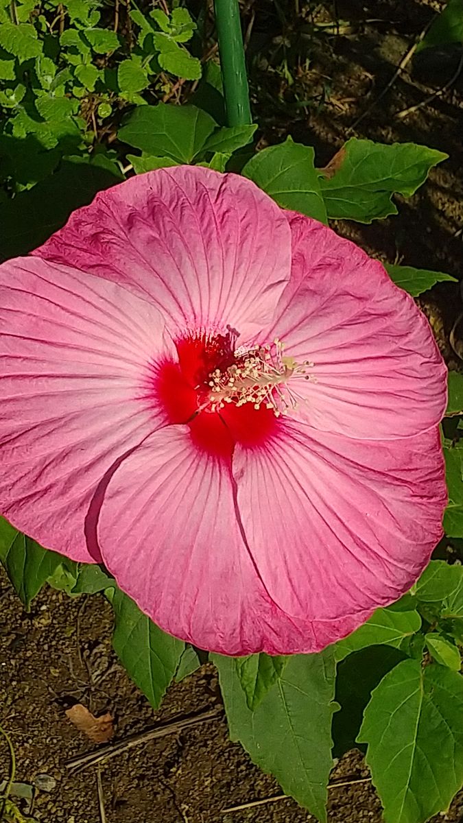 タイタンビカス レイアの開花