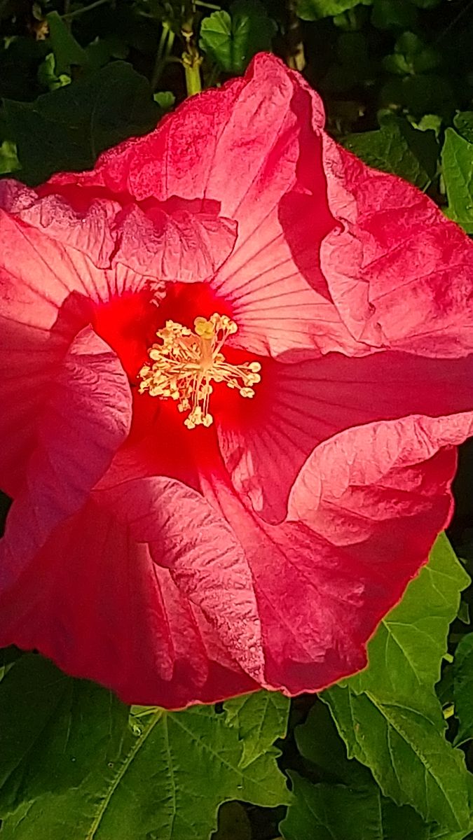 タイタンビカス レイアの開花