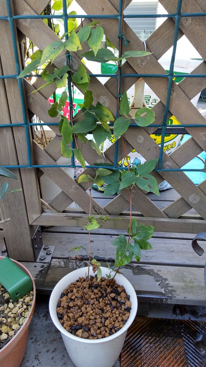 挿し木の植え替え🤗