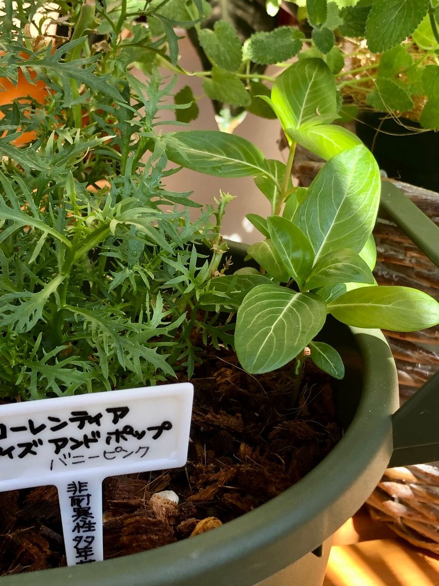 ヒューケラが気になる…🍁秋♪