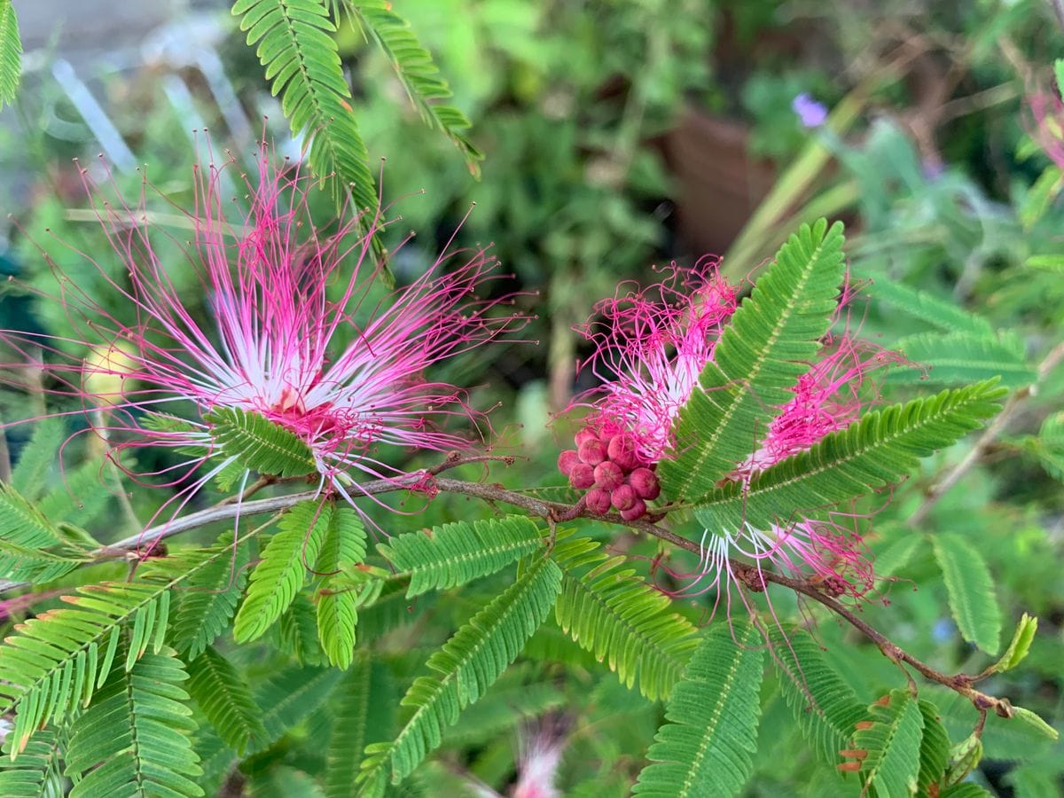 庭のお花達(^_-)-☆