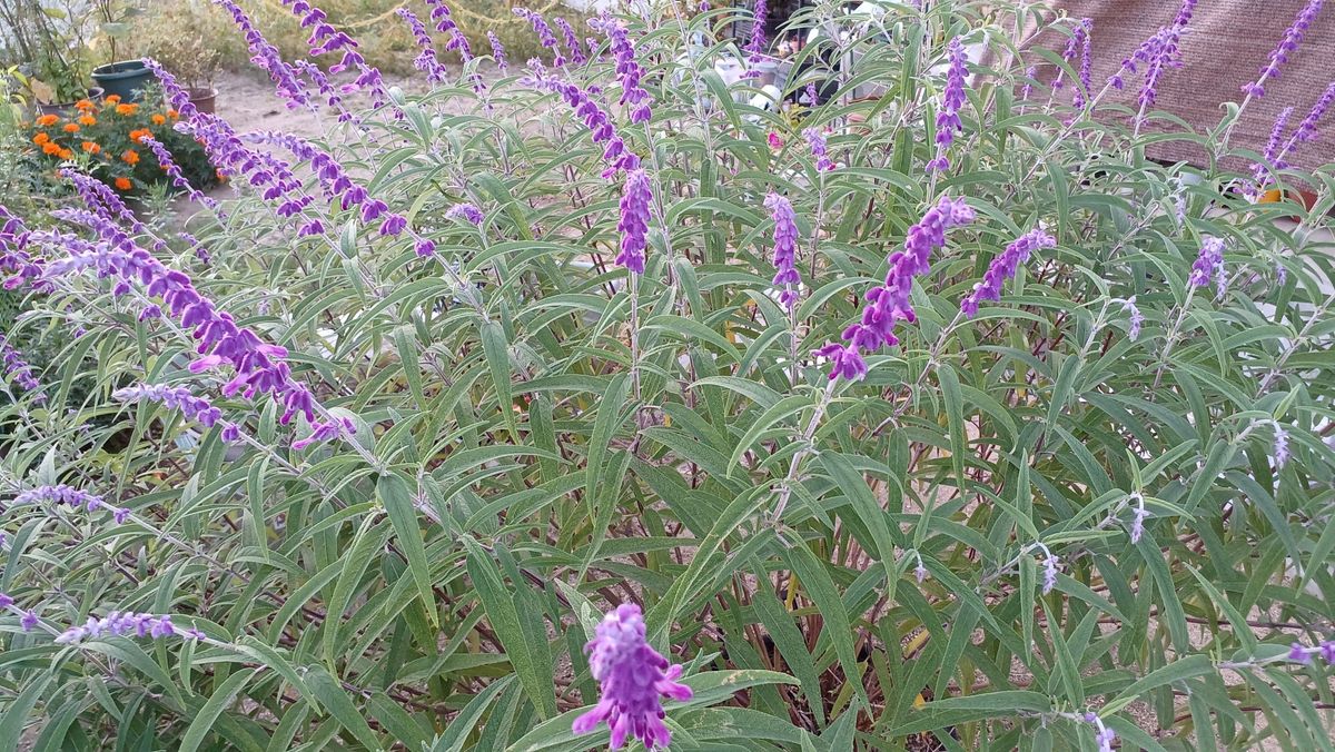 植物おもしろ会議　二日目