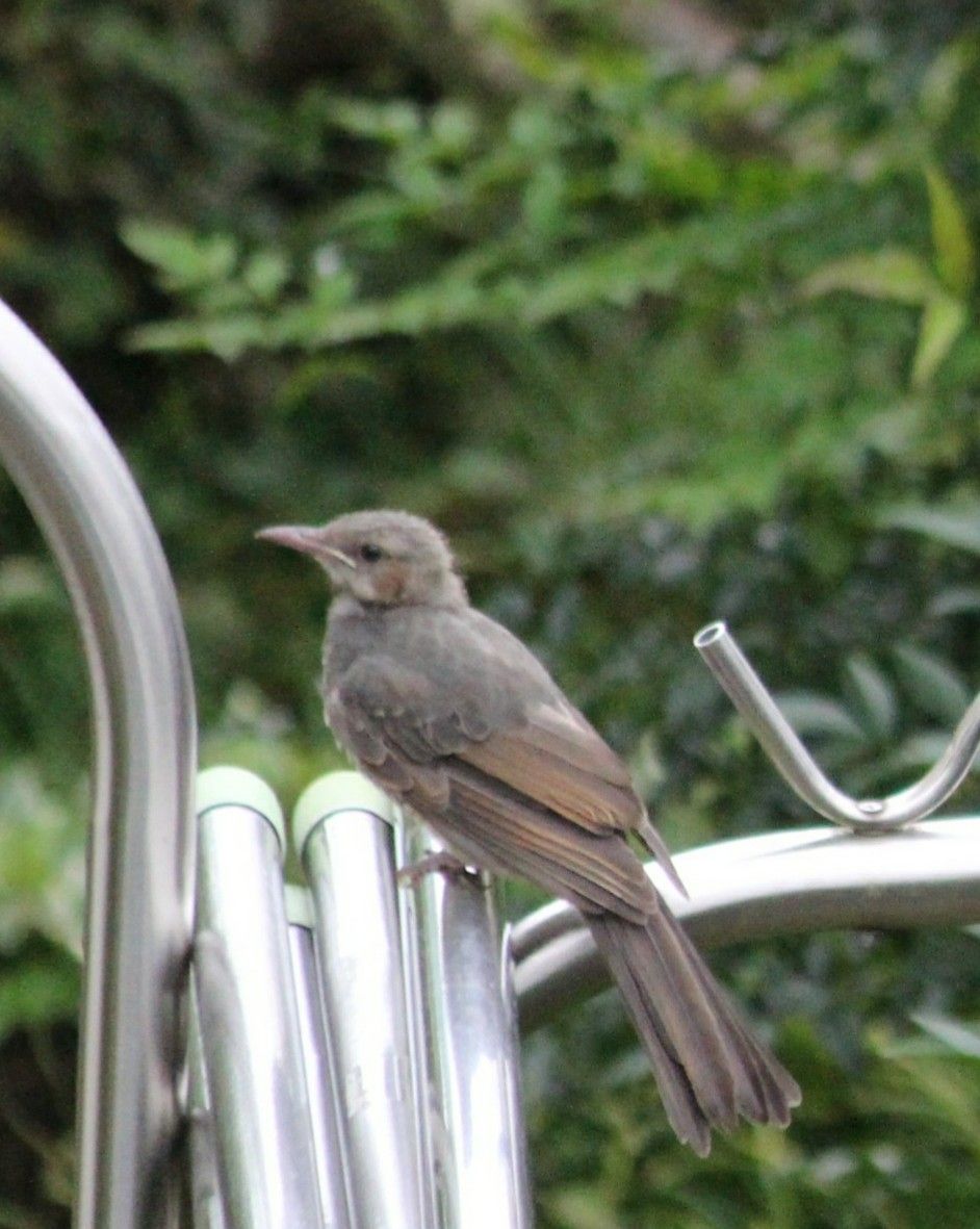 🕊ちびっこヒヨドリと物干し竿✨2022🌰秋🍂