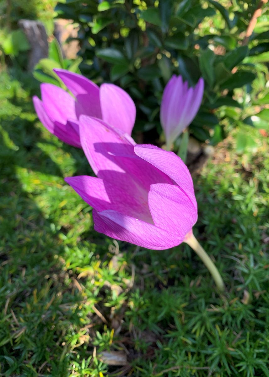 秋の花々とベニシジミ。