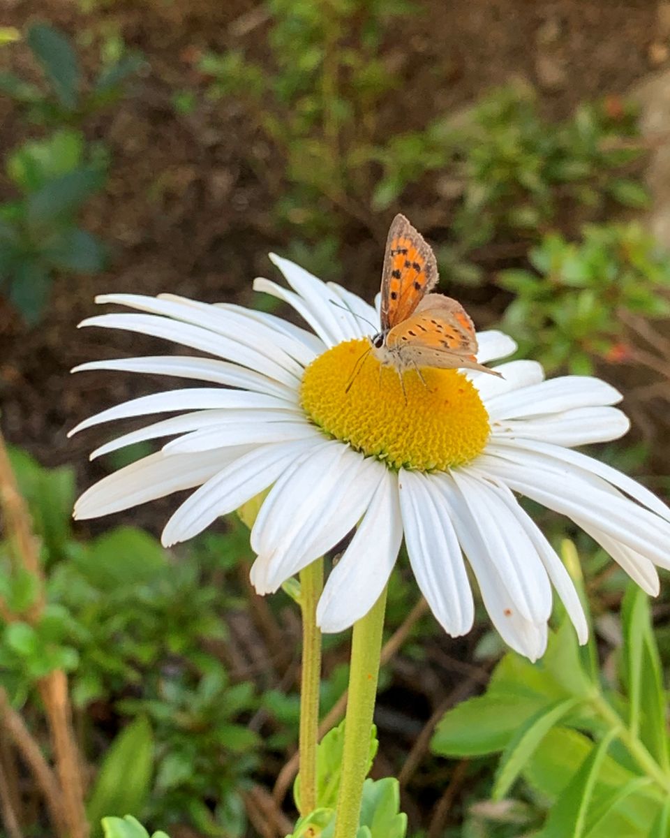 秋の花々とベニシジミ。