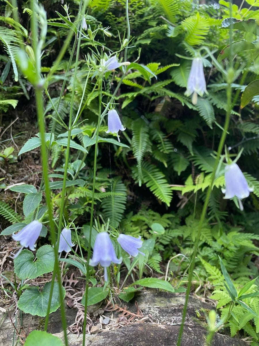 10月の花