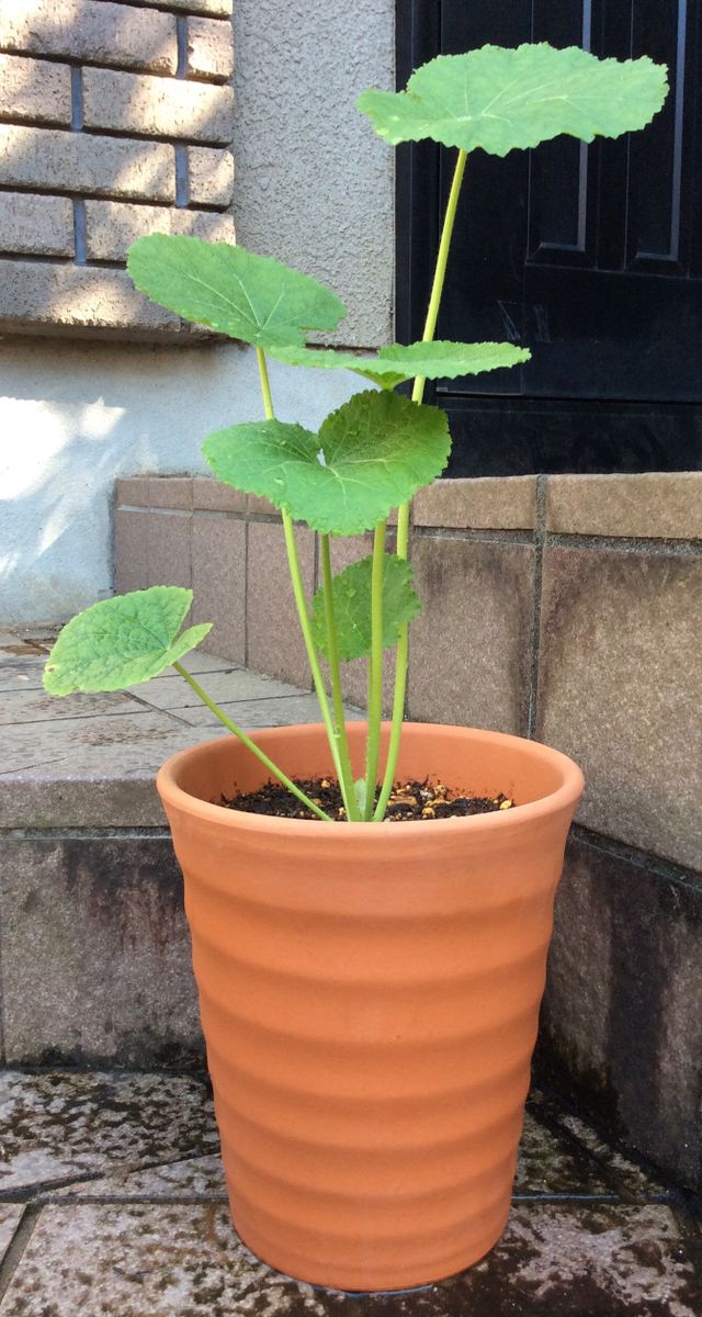 宿根草の植えつけ