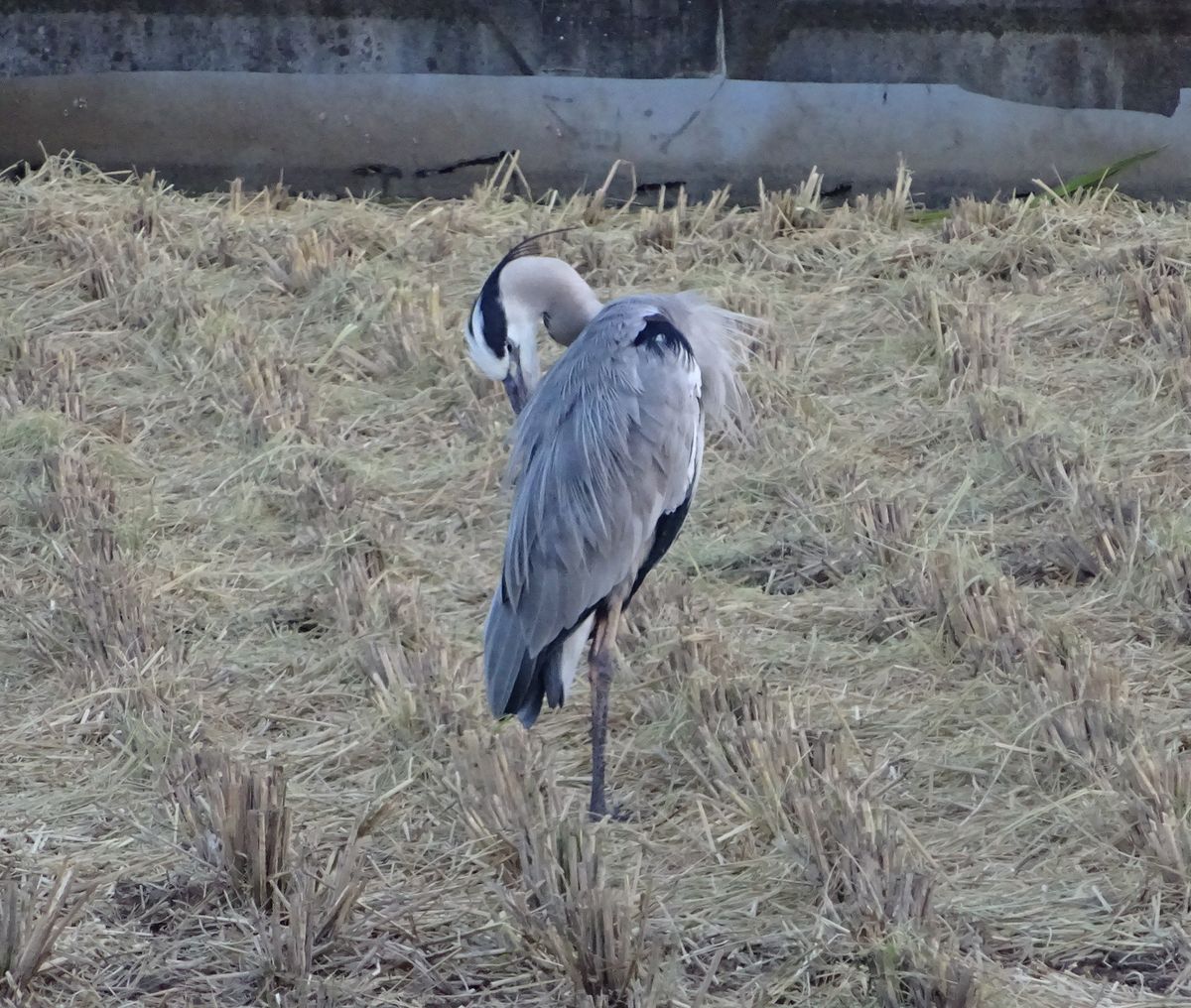 あの鳥は・・・（リンクは虫）