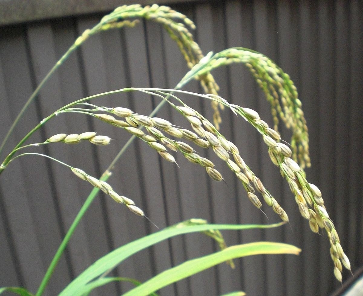 古代米の収穫！