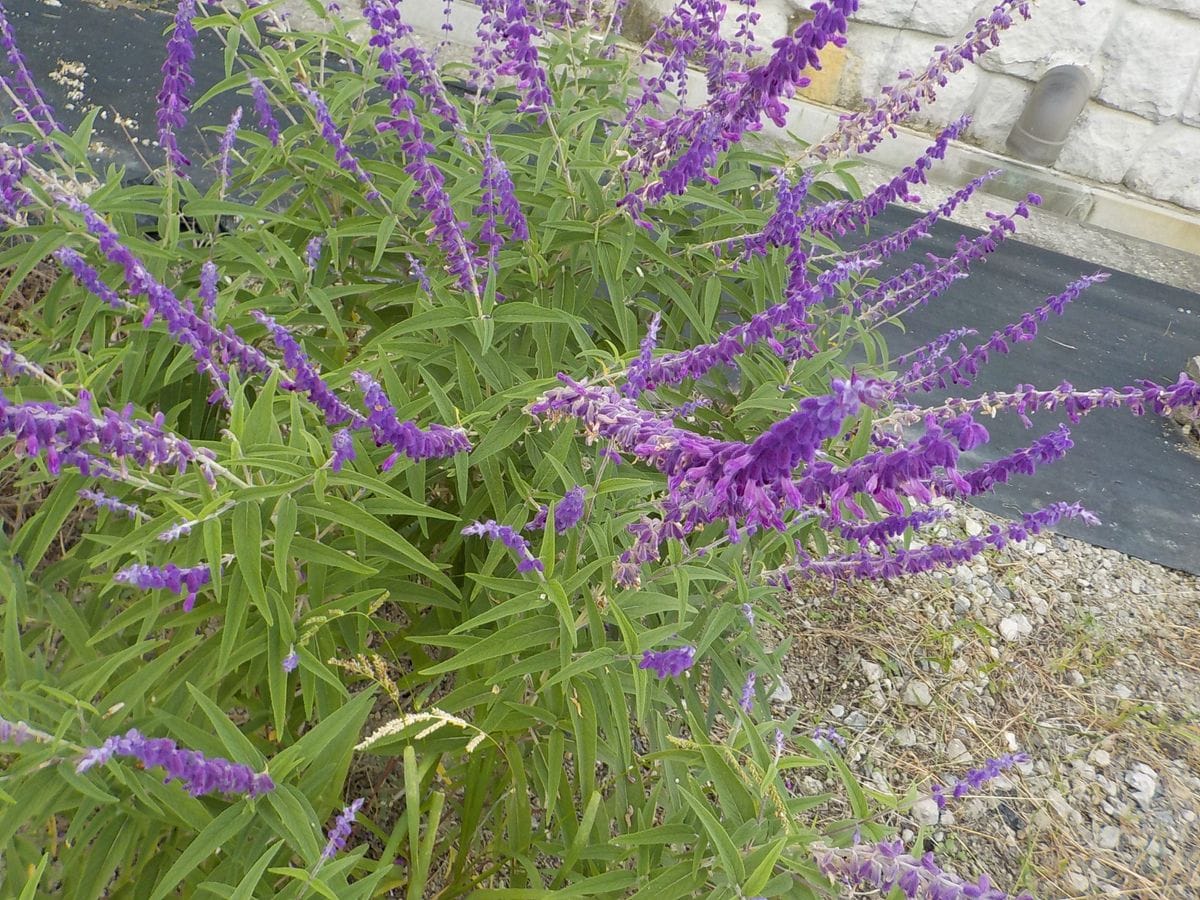 家庭菜園 失格