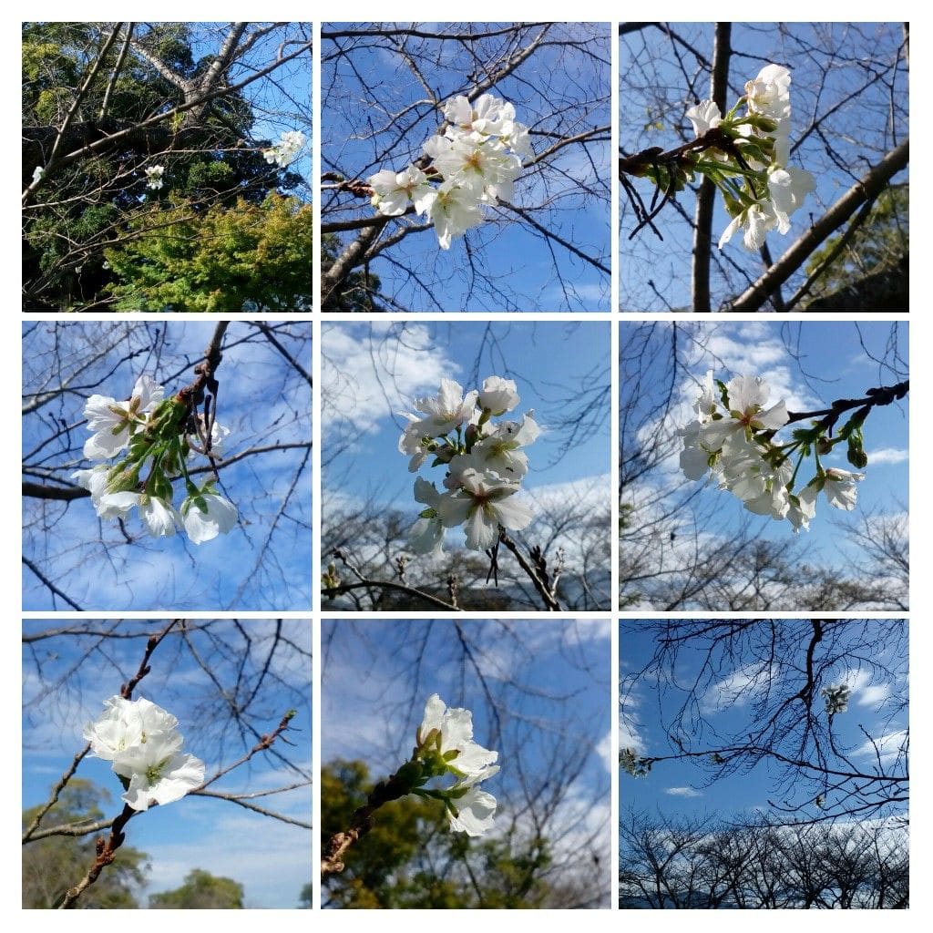 こちらでも、『狂い咲き』🌸