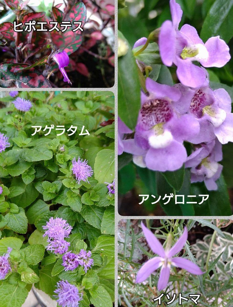 買った花　ほか