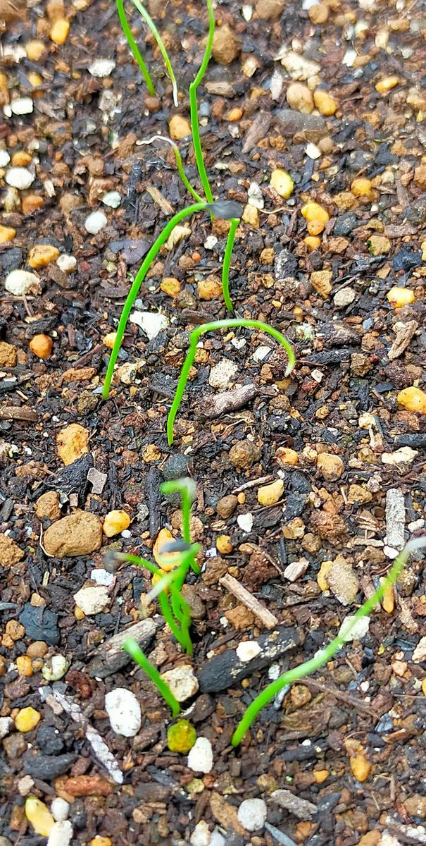 葉ねぎの発芽、他。