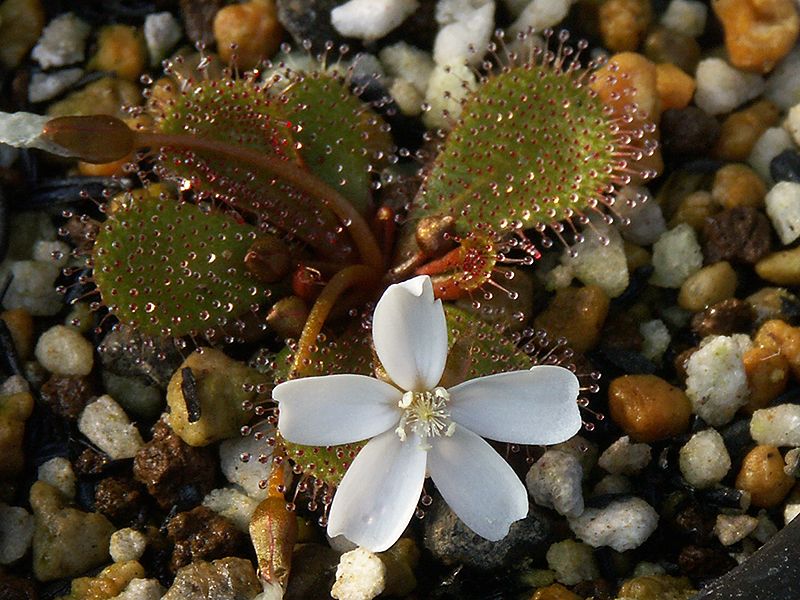 Drosera aff. bulbosa　"Green with red mid-vein form"