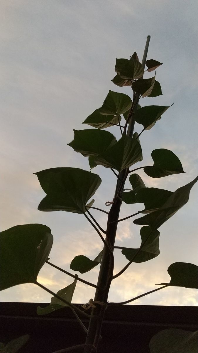 芋の葉を食べてみる。