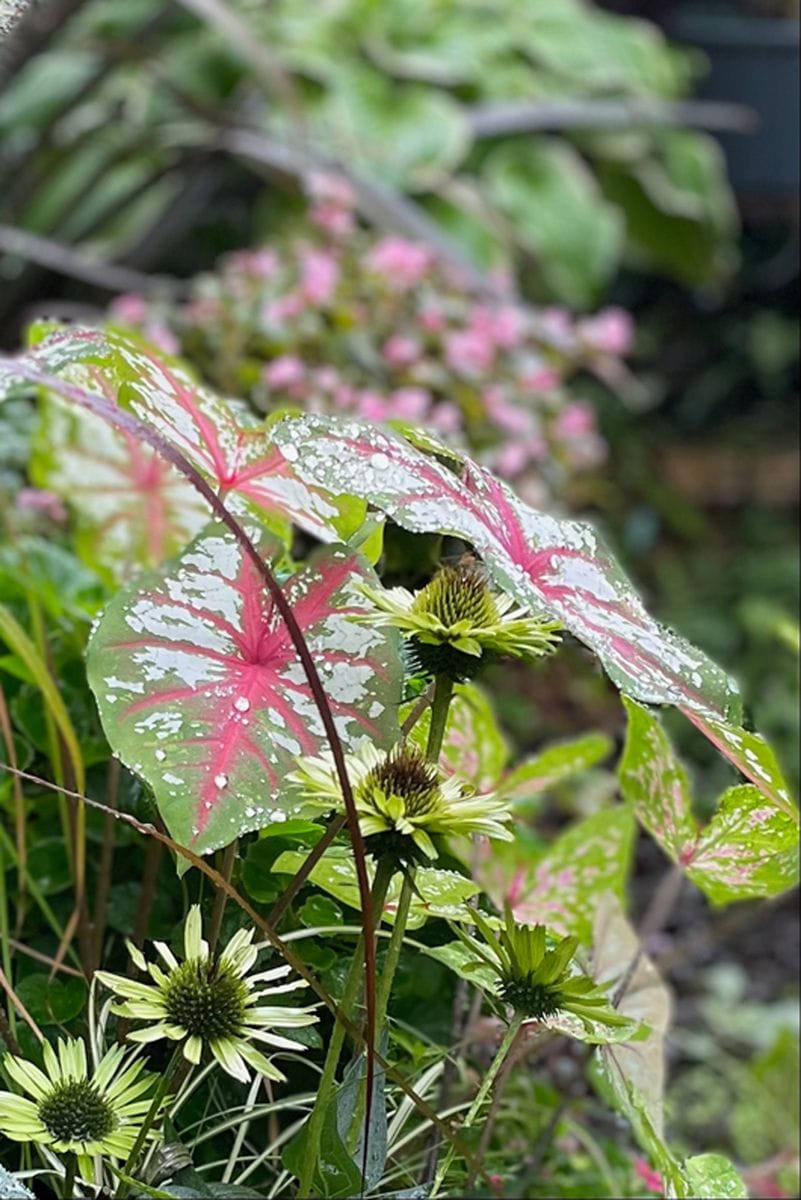 雨と寒気と‥カラジウムの涙