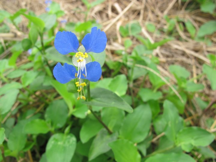 ツユクサの花