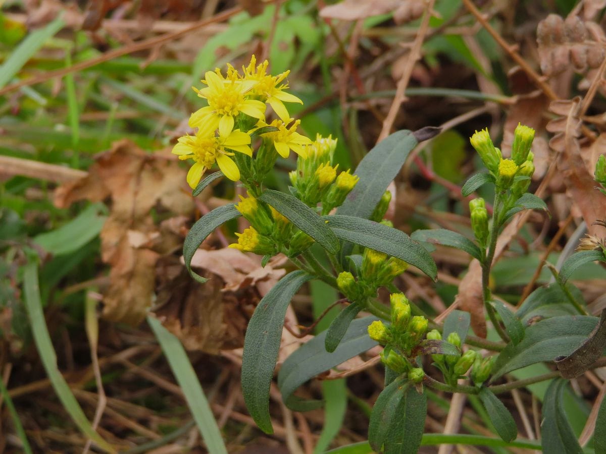 生石高原で見かけた草花①