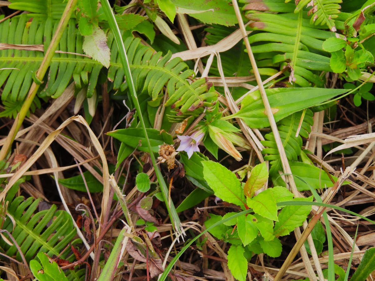 生石高原で見かけた草花①