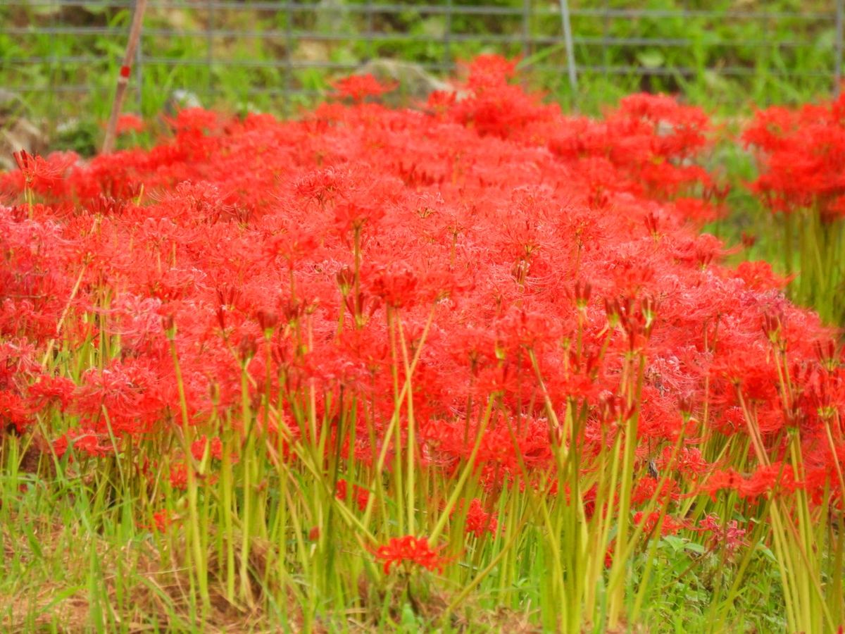 秋を象徴する赤い彼岸花