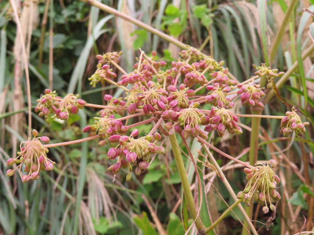 生石高原で見かけた草花②