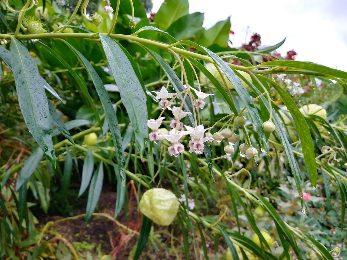 本日の花散歩は京都府立植物園へ行ってきました。