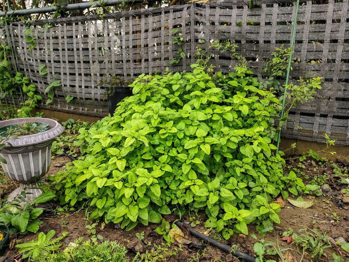 庭のレモンバーム🌿