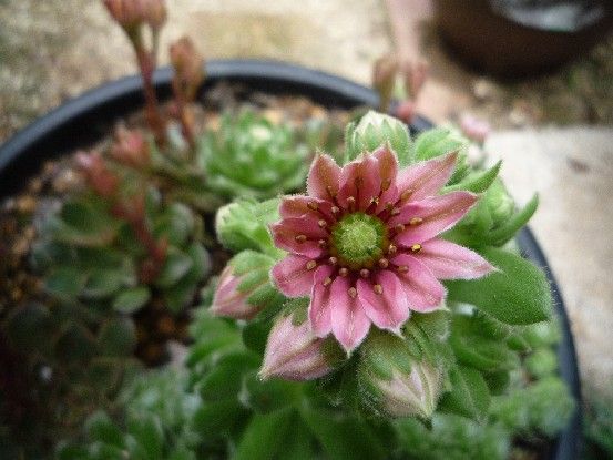 多肉植物・マキギヌ咲きましたー