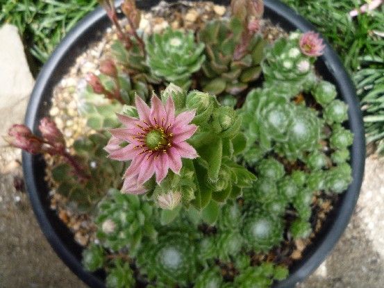 多肉植物・マキギヌ咲きましたー