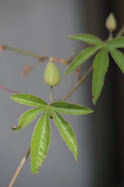 トケイソウが開花