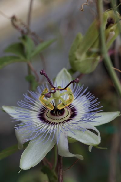 トケイソウが開花