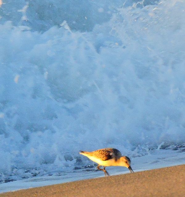 浜の野鳥～ミユビシギ