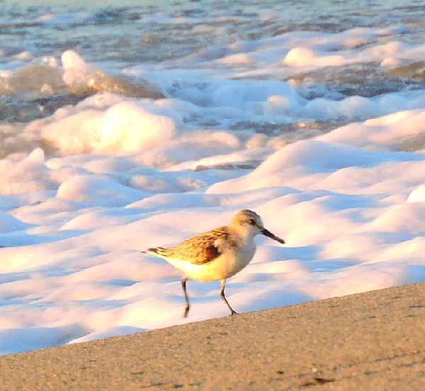 浜の野鳥～ミユビシギ