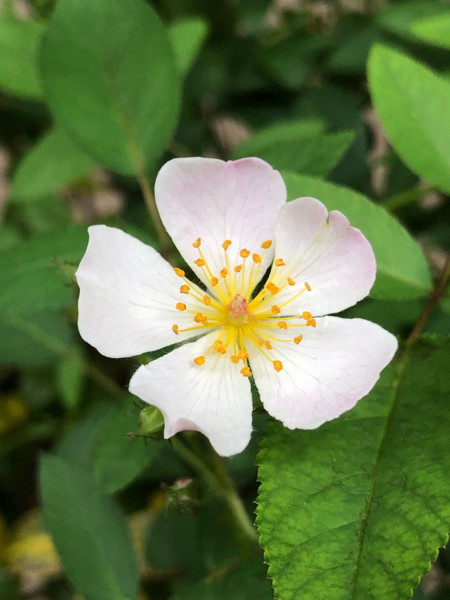 ポツポツと咲く花たち🌸