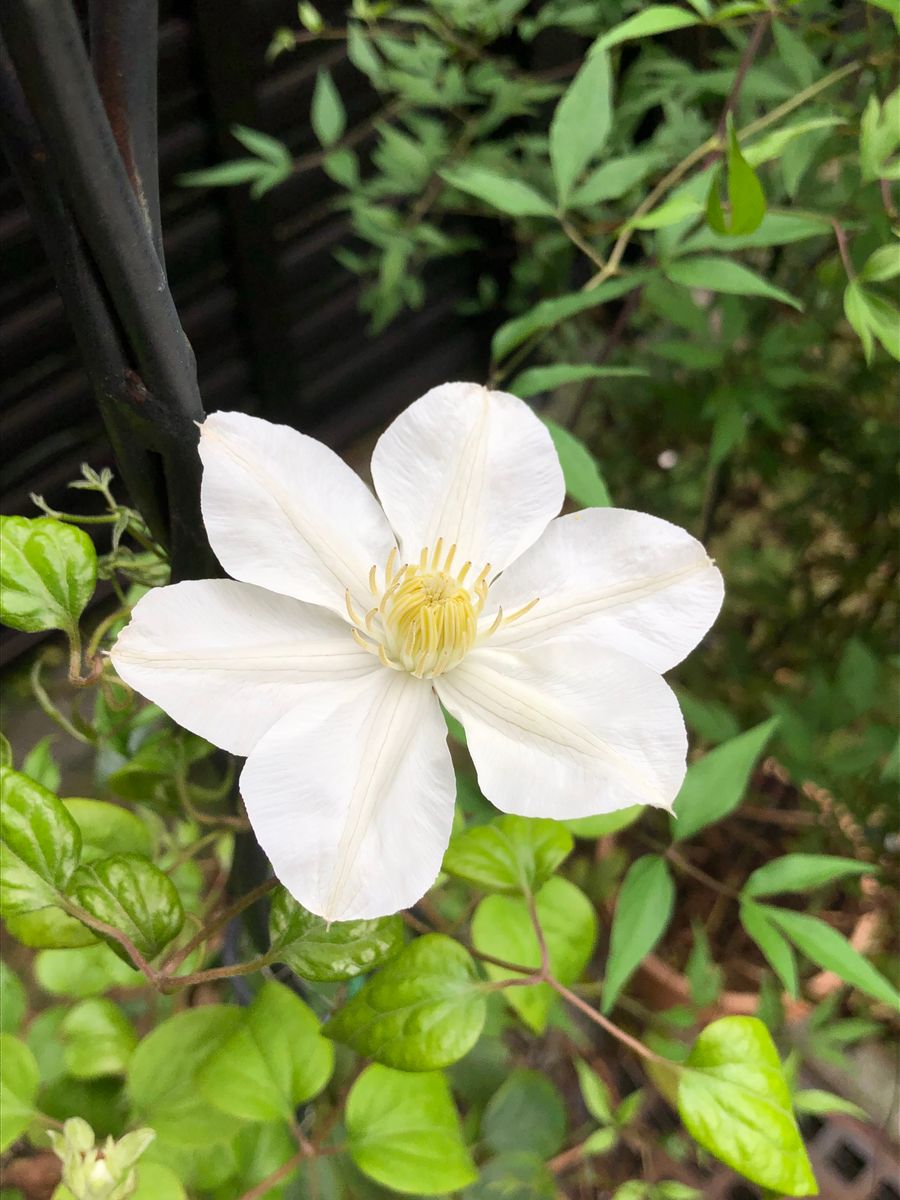 ポツポツと咲く花たち🌸