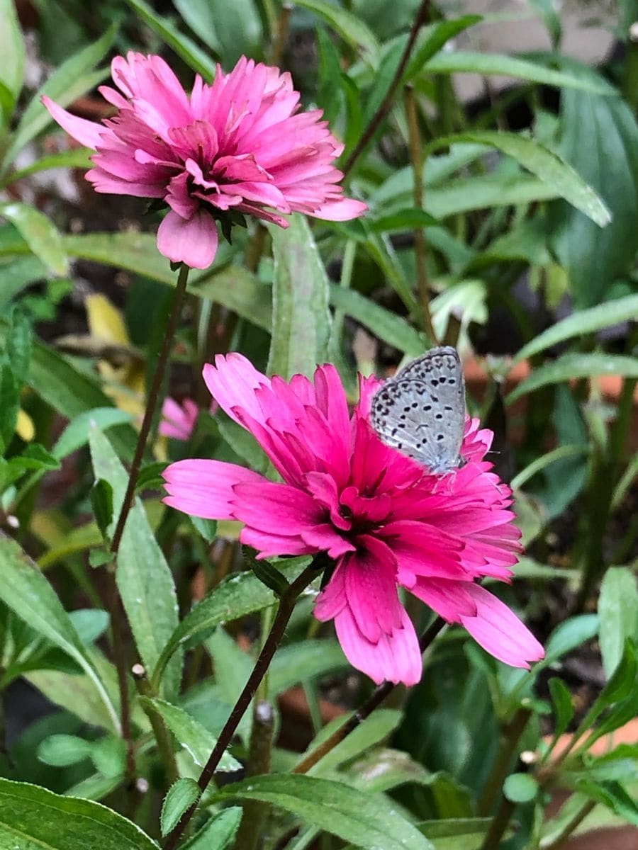 ポツポツと咲く花たち🌸