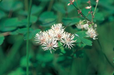 【植物図鑑】イワチドリなど5種類追加