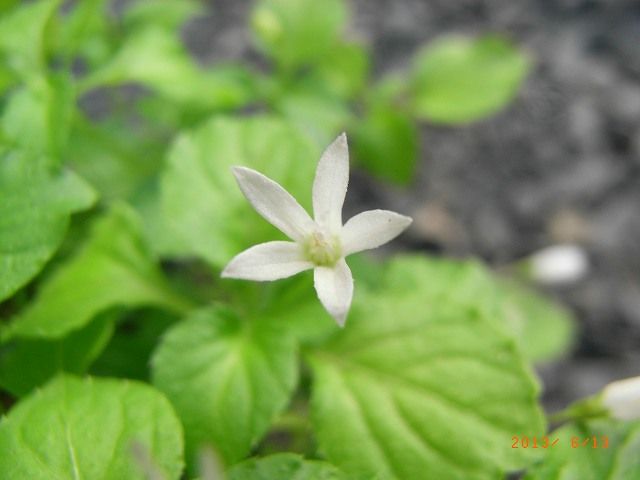 野草の花４０