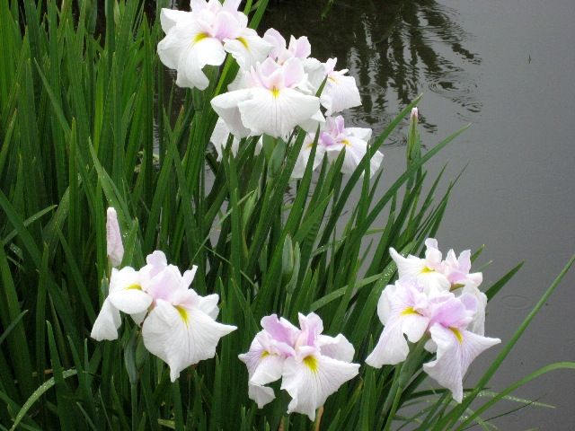 曽根城公園の花菖蒲