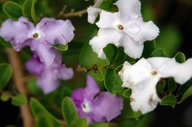 強芳香性花2点