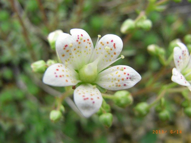 野草の花４１