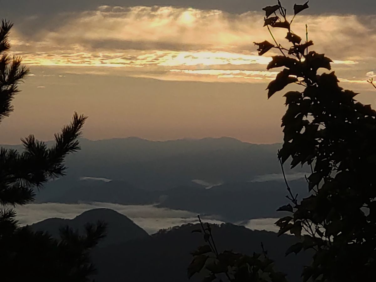 大江山で見た草花