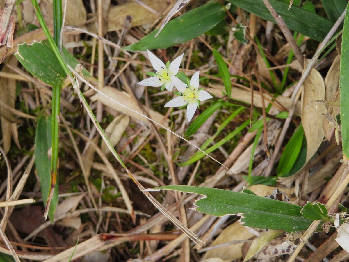 大江山で見た草花